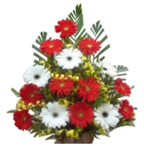 two-color-gerberas two-color-gerberas