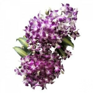 30-Orchids